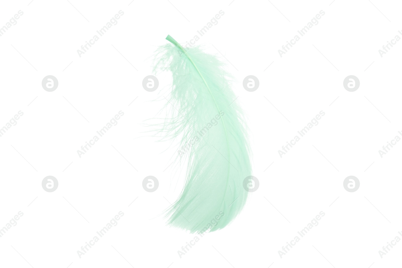 Photo of Fluffy light green feather isolated on white