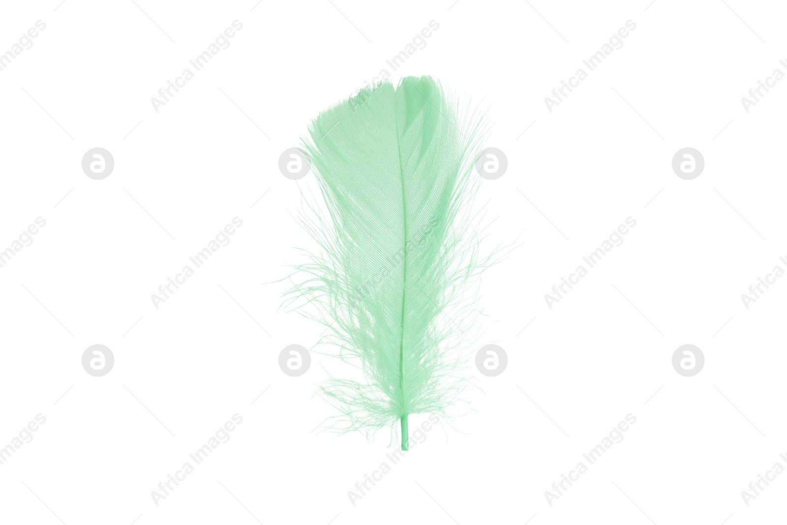 Photo of Fluffy light green feather isolated on white