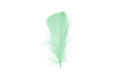 Photo of Fluffy light green feather isolated on white