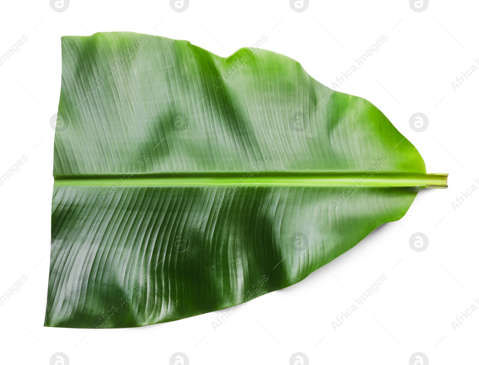 Photo of Piece of banana leaf isolated on white, top view. Traditional meal serving