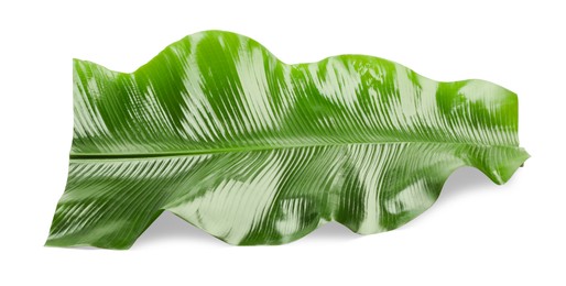 Photo of Piece of banana leaf isolated on white. Traditional meal serving