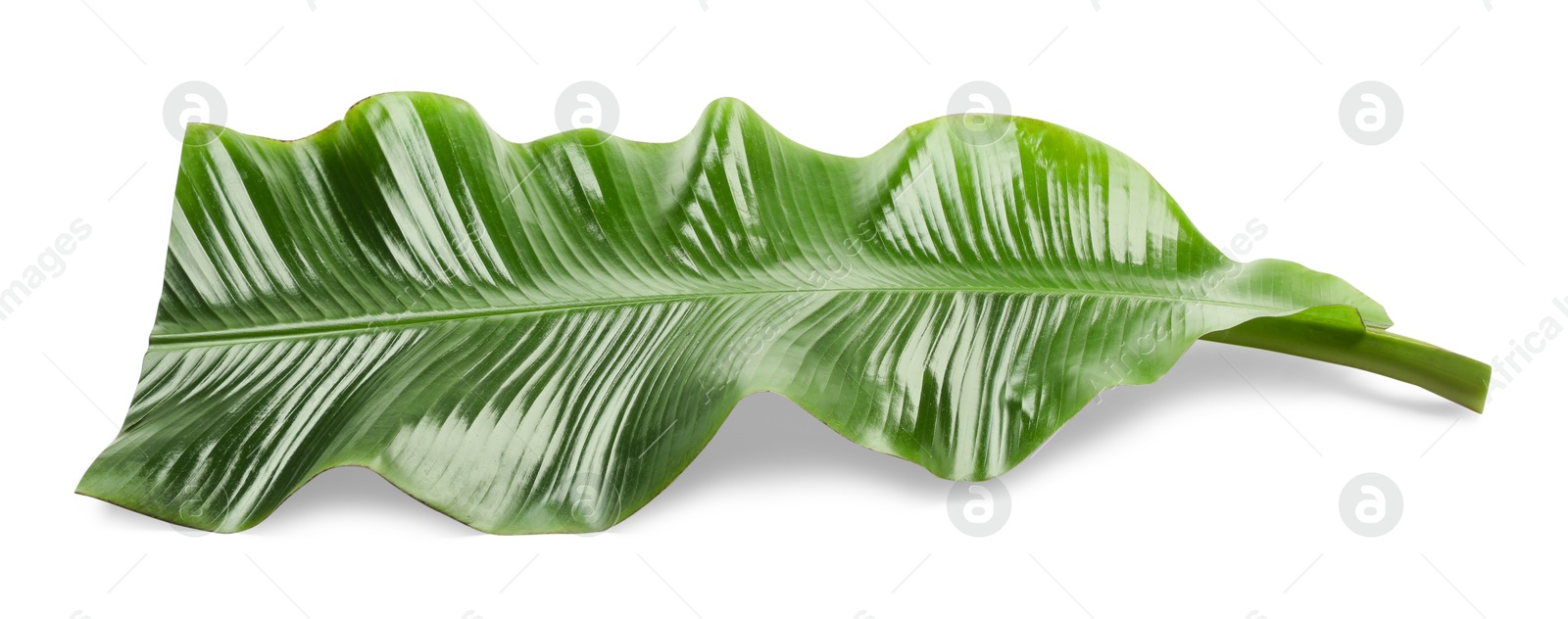 Photo of Piece of banana leaf isolated on white. Traditional meal serving