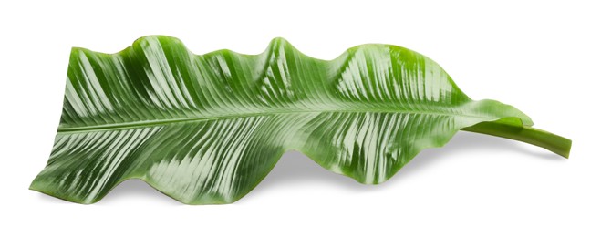 Photo of Piece of banana leaf isolated on white. Traditional meal serving