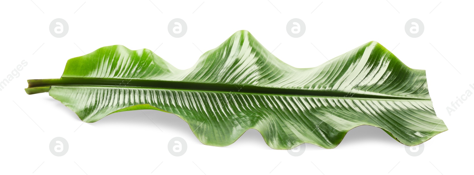 Photo of Piece of banana leaf isolated on white. Traditional meal serving