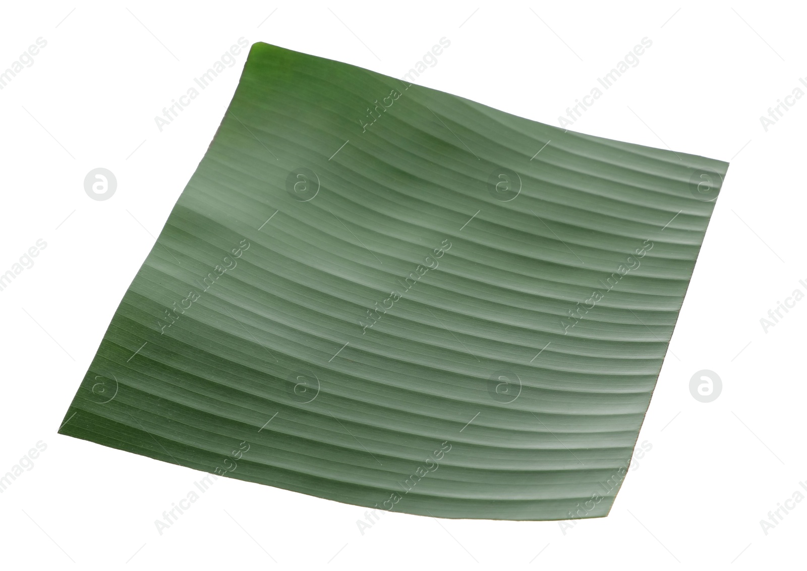 Photo of Piece of banana leaf isolated on white. Traditional meal serving