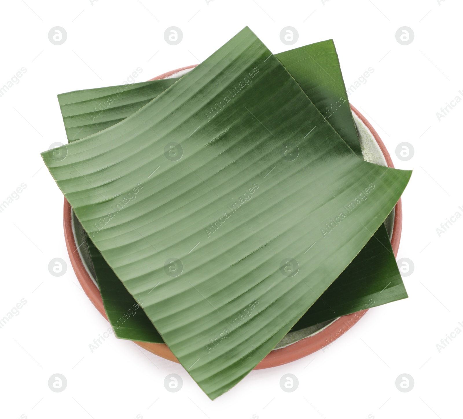 Photo of Pieces of banana leaves isolated on white. Traditional meal serving