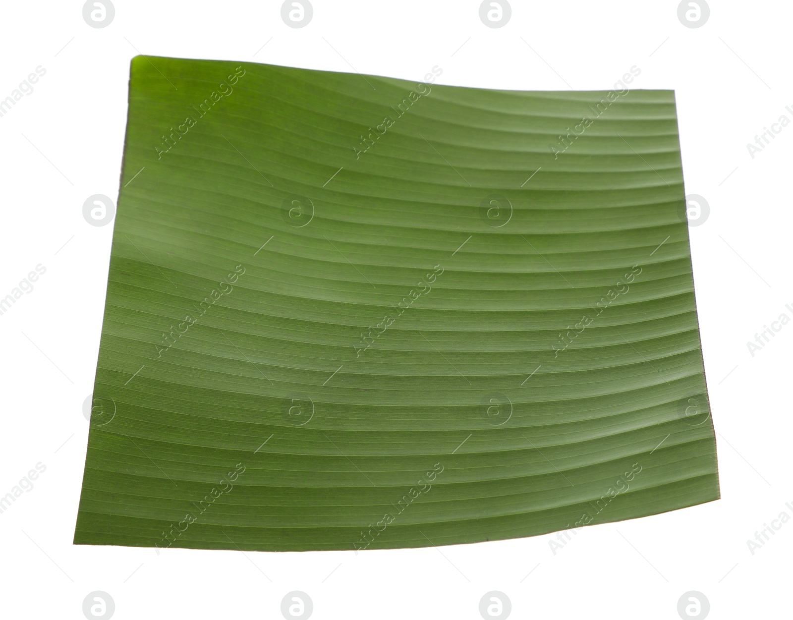 Photo of Piece of banana leaf isolated on white. Traditional meal serving