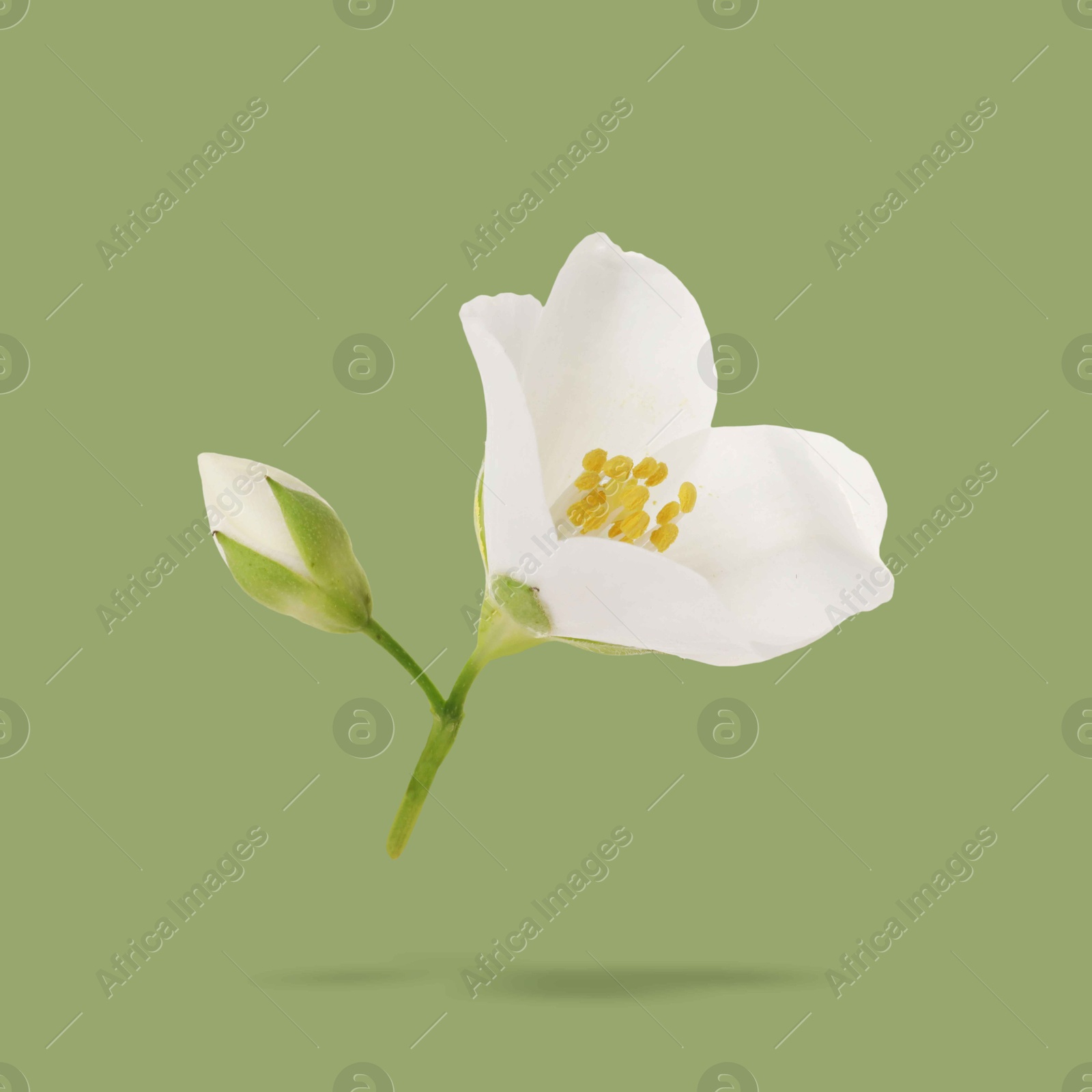 Image of Blooming jasmine flower and unopened bud in air on green background