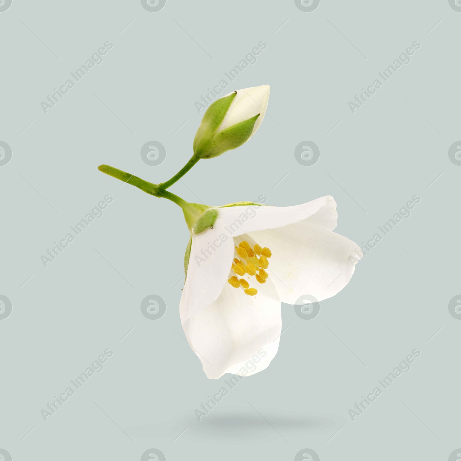 Image of Blooming jasmine flower and unopened bud in air on grey background