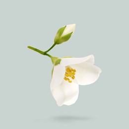 Image of Blooming jasmine flower and unopened bud in air on grey background