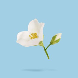 Image of Blooming jasmine flower and unopened bud in air on light blue background