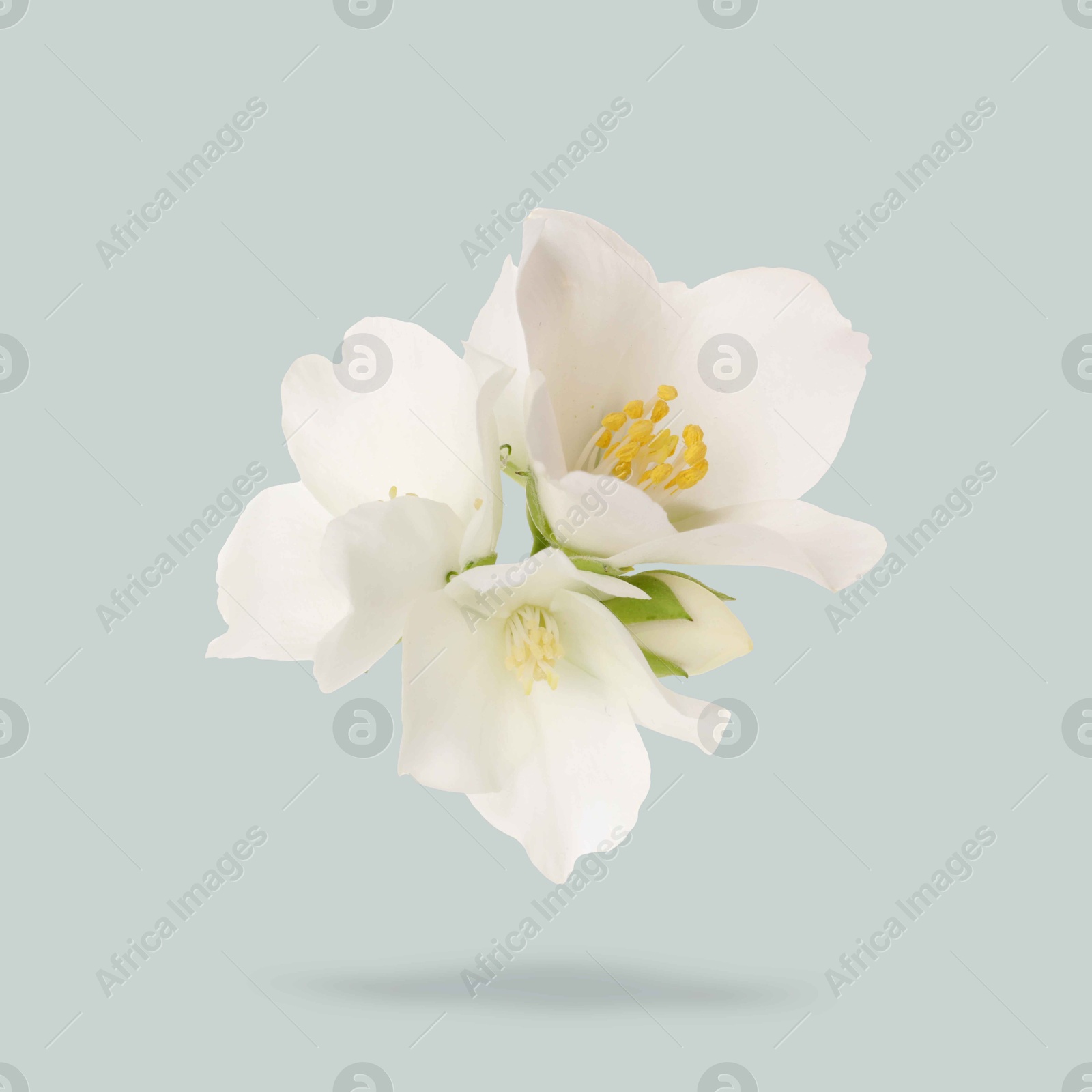 Image of Jasmine flowers in air on grey background. Blooming plant