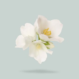 Image of Jasmine flowers in air on grey background. Blooming plant