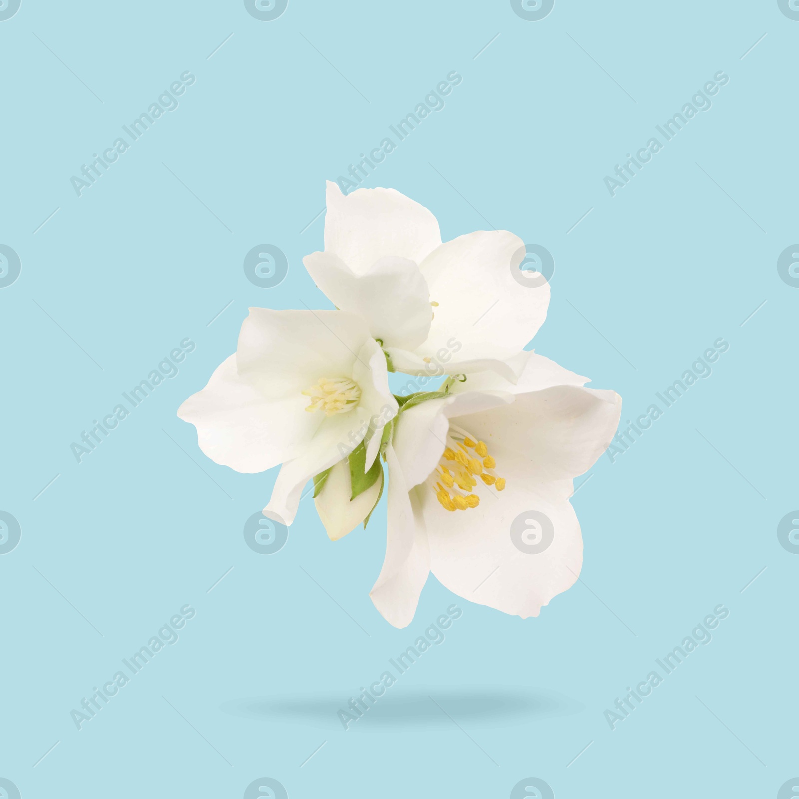 Image of Jasmine flowers in air on light blue background. Blooming plant