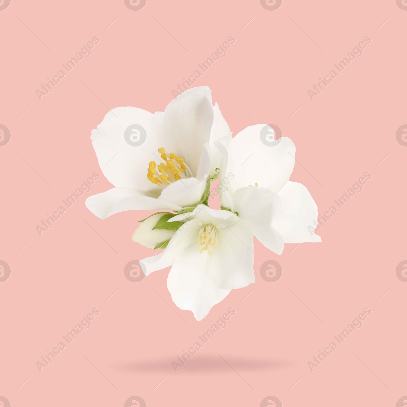 Image of Jasmine flowers in air on pink background. Blooming plant