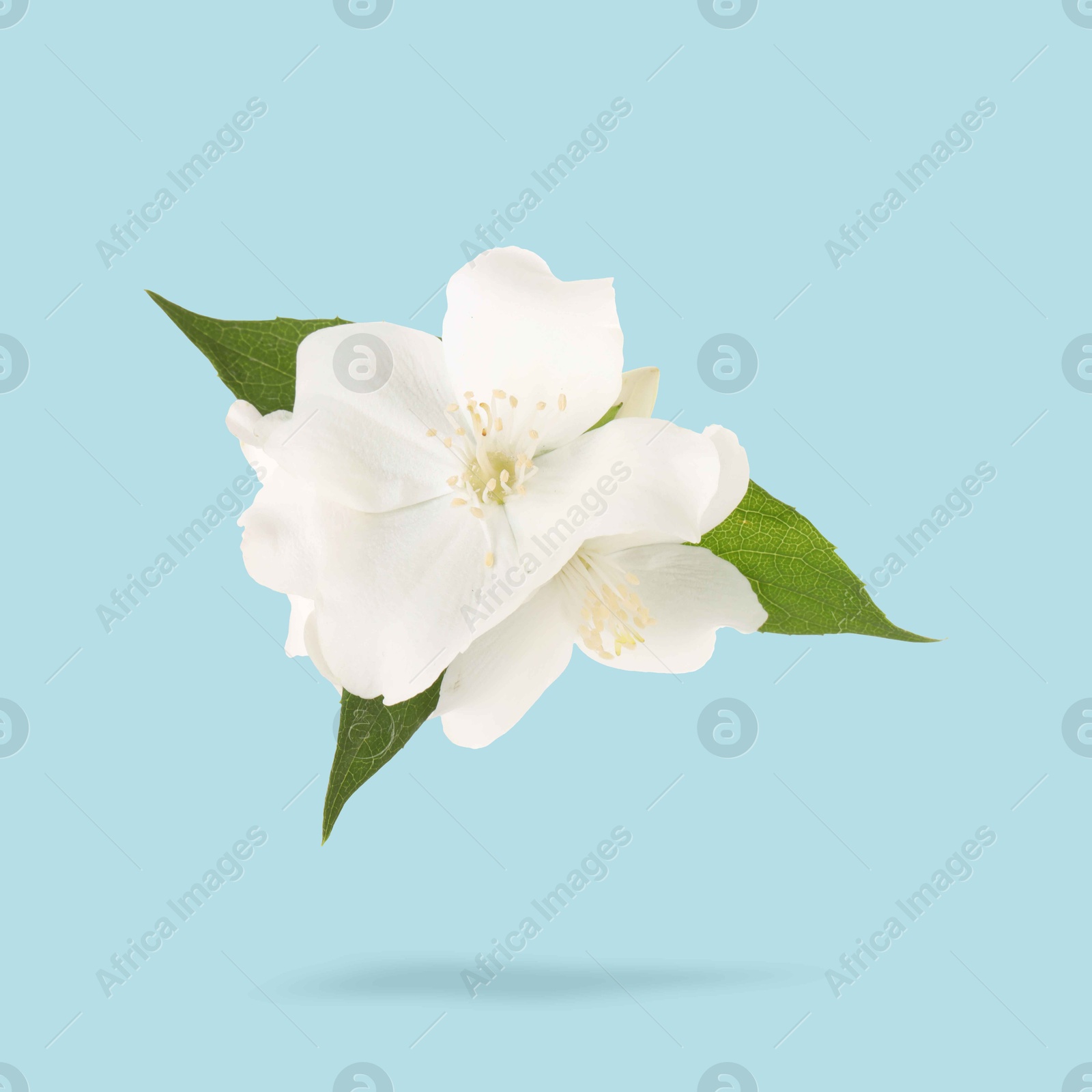 Image of Jasmine flowers and green leaves in air on light blue background. Blooming plant