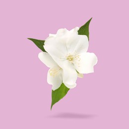 Image of Jasmine flowers and green leaves in air on light violet background. Blooming plant