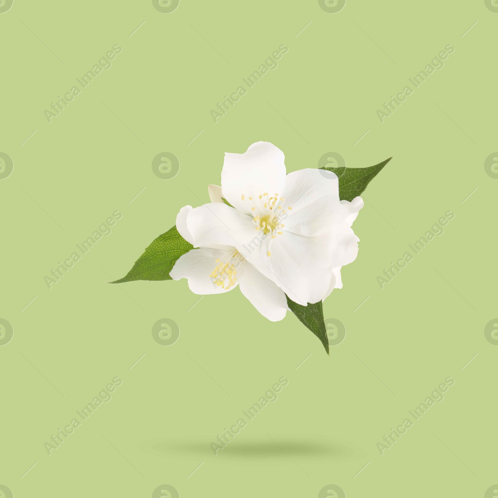 Image of Jasmine flowers and leaves in air on green background. Blooming plant