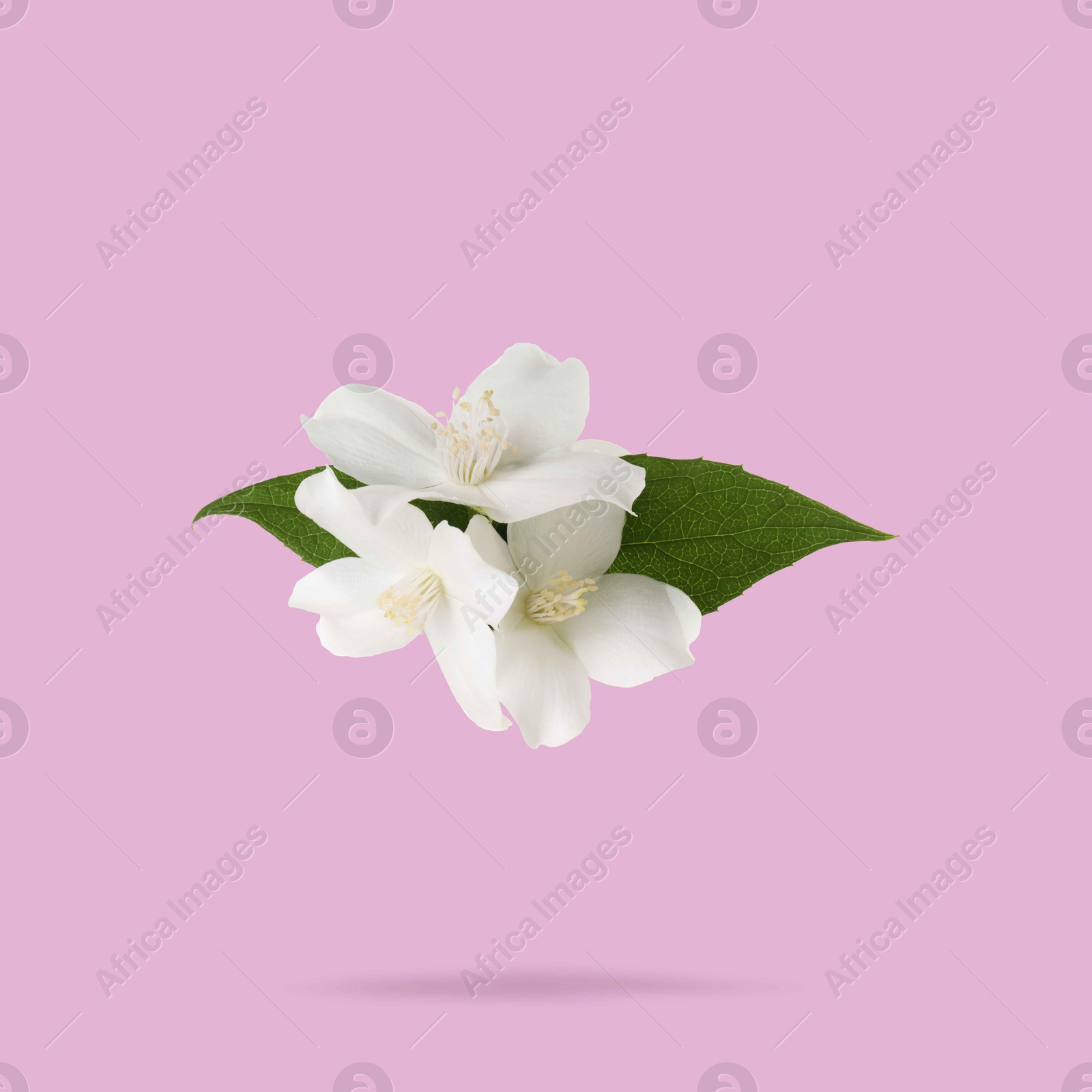 Image of Jasmine flowers and green leaves in air on light violet background. Blooming plant