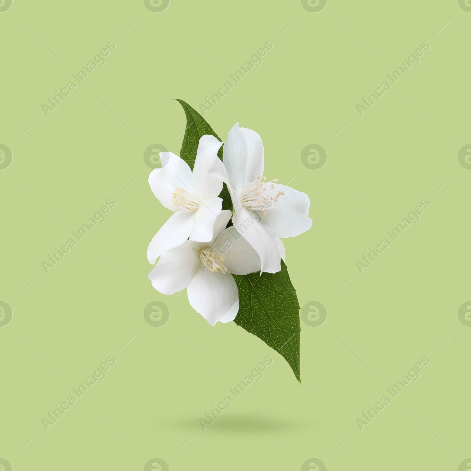 Image of Jasmine flowers and leaves in air on green background. Blooming plant