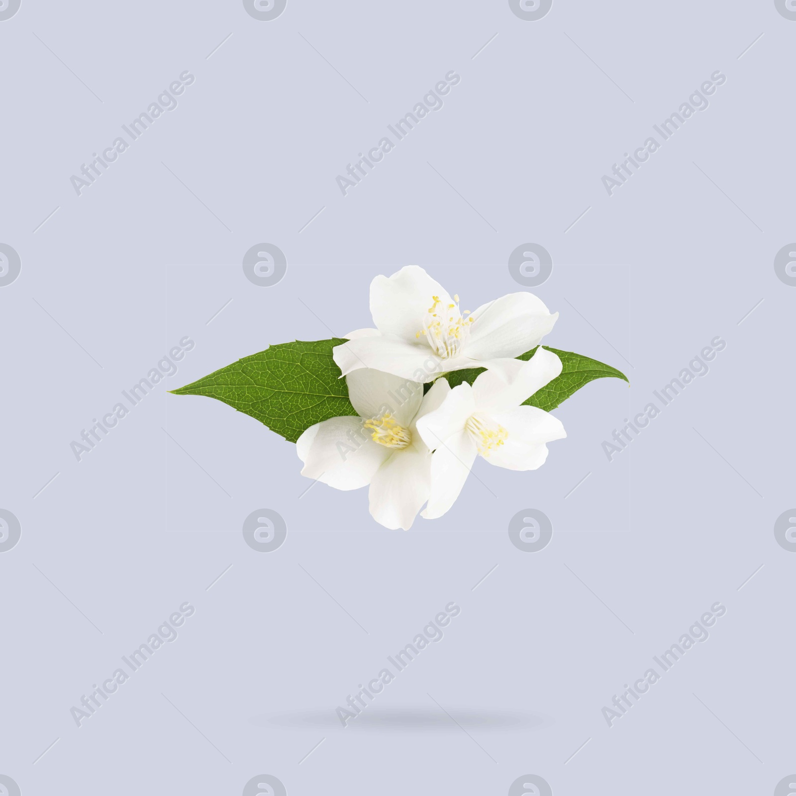 Image of Jasmine flowers and green leaves in air on grey background. Blooming plant