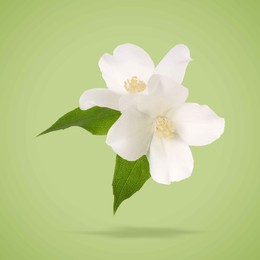 Image of Jasmine flowers and leaves in air on green background. Blooming plant