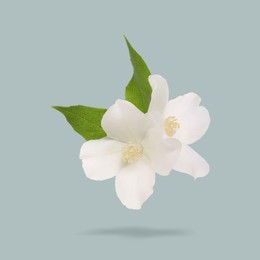 Image of Jasmine flowers and green leaves in air on grey background. Blooming plant