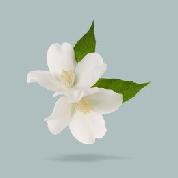 Image of Jasmine flowers and green leaves in air on grey background. Blooming plant