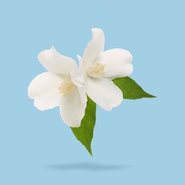 Image of Jasmine flowers and green leaves in air on light blue background. Blooming plant