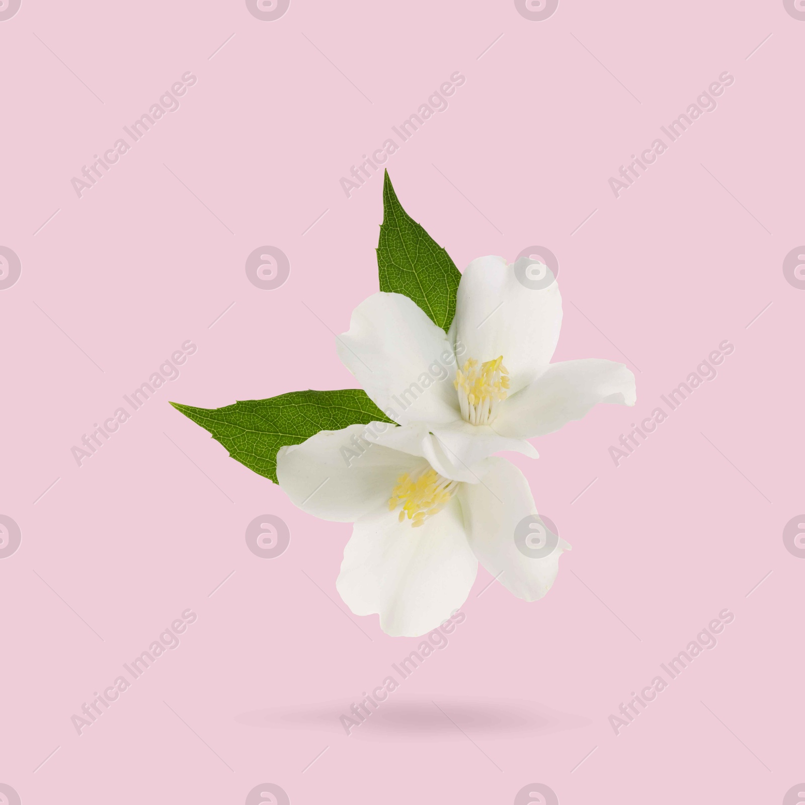 Image of Jasmine flowers and green leaves in air on pink background. Blooming plant