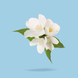 Image of Jasmine flowers and green leaves in air on light blue background. Blooming plant