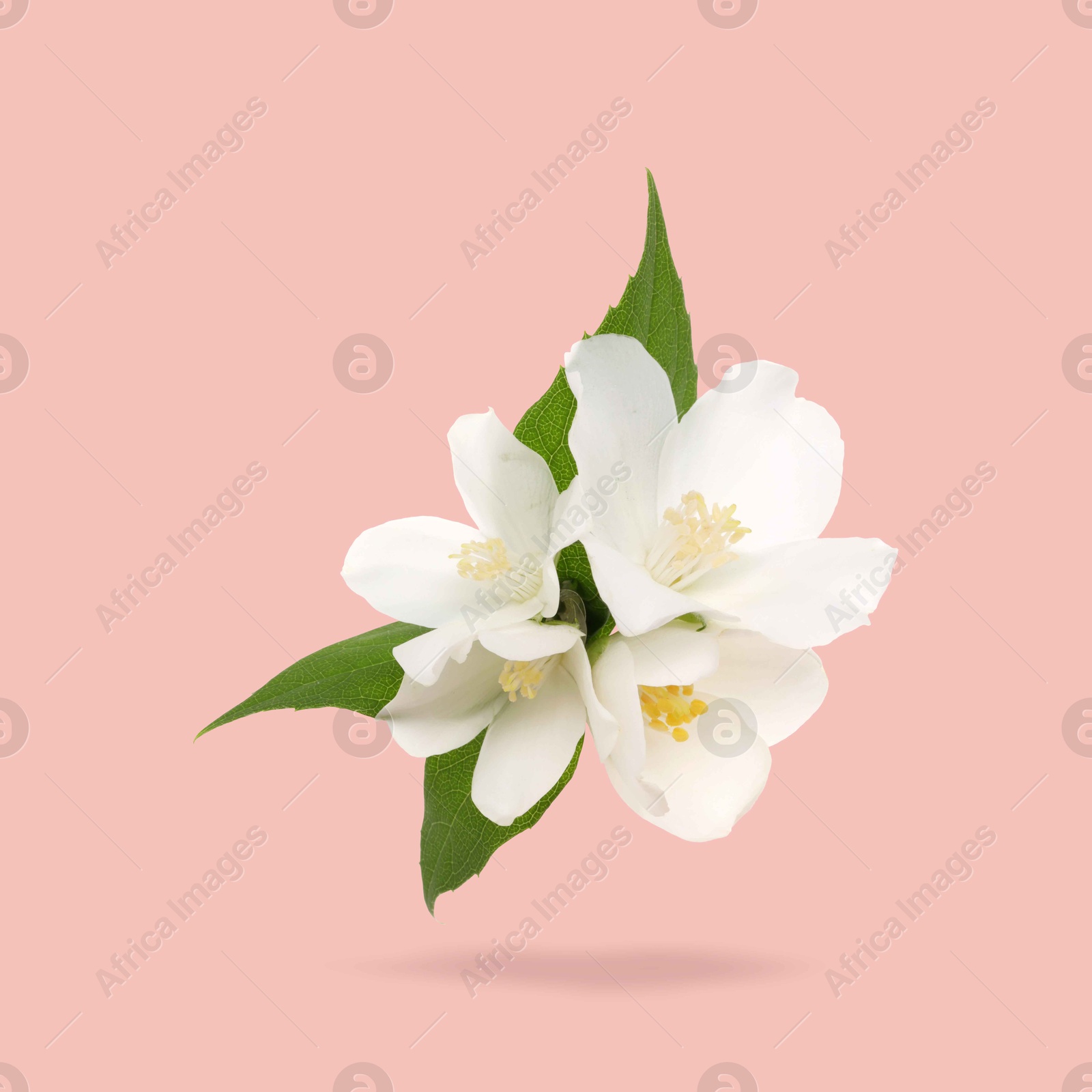 Image of Jasmine flowers and green leaves in air on pink background. Blooming plant