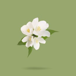 Image of Jasmine flowers and leaves in air on green background. Blooming plant