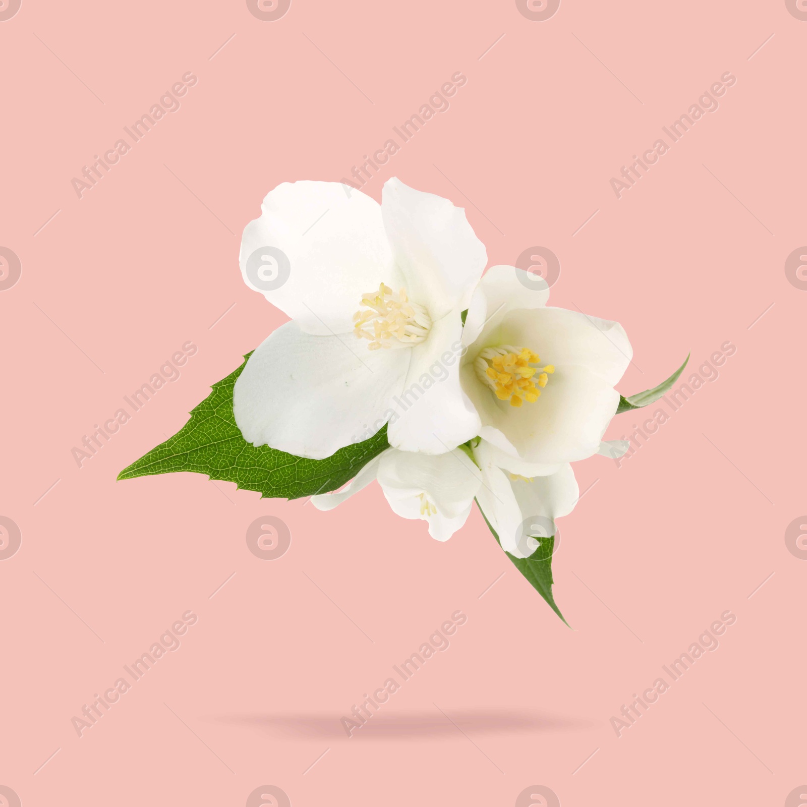 Image of Jasmine flowers and green leaves in air on pink background. Blooming plant