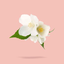 Image of Jasmine flowers and green leaves in air on pink background. Blooming plant