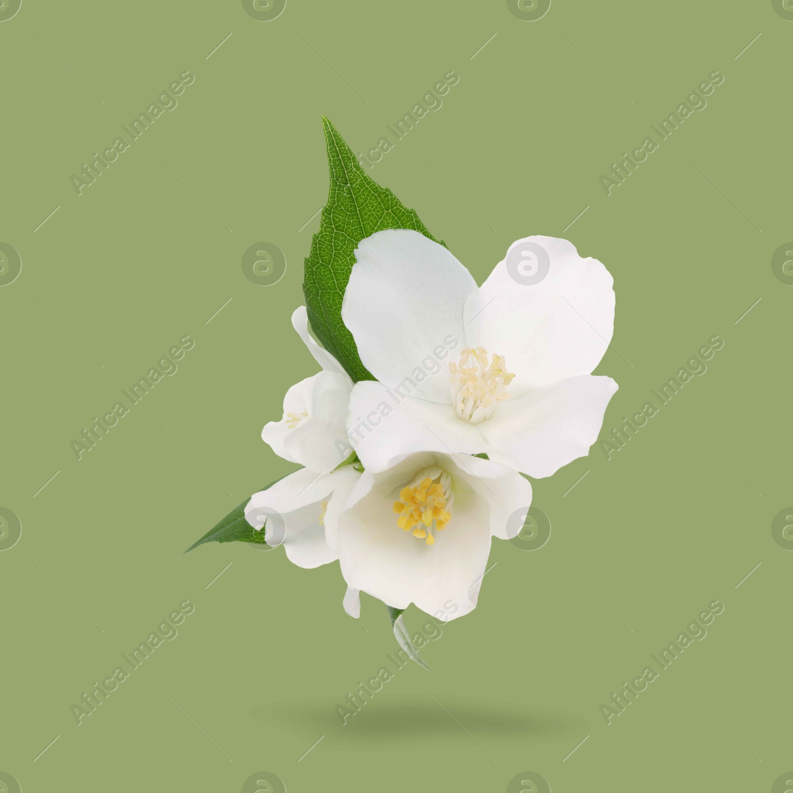 Image of Jasmine flowers and leaves in air on green background. Blooming plant