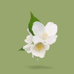 Image of Jasmine flowers and leaves in air on green background. Blooming plant