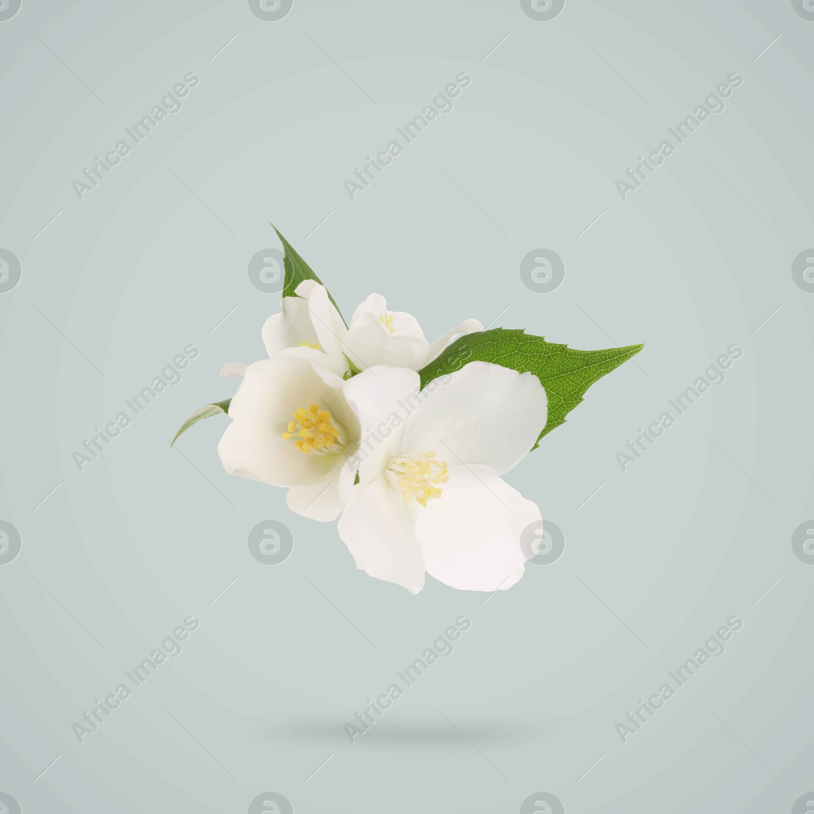 Image of Jasmine flowers and green leaves in air on grey background. Blooming plant