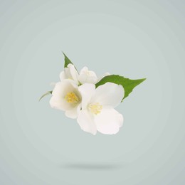 Image of Jasmine flowers and green leaves in air on grey background. Blooming plant