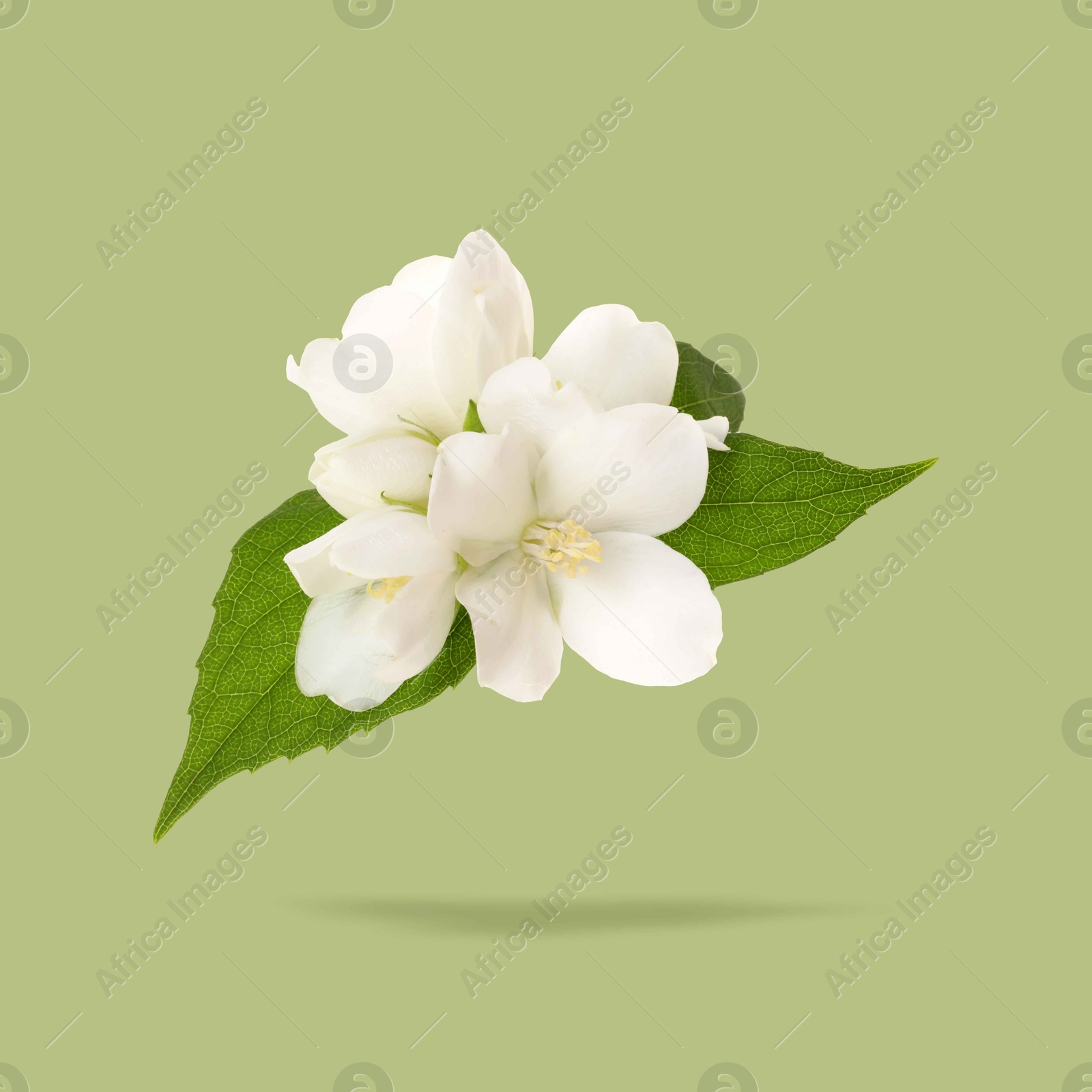 Image of Jasmine flowers and leaves in air on green background. Blooming plant