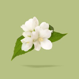 Image of Jasmine flowers and leaves in air on green background. Blooming plant