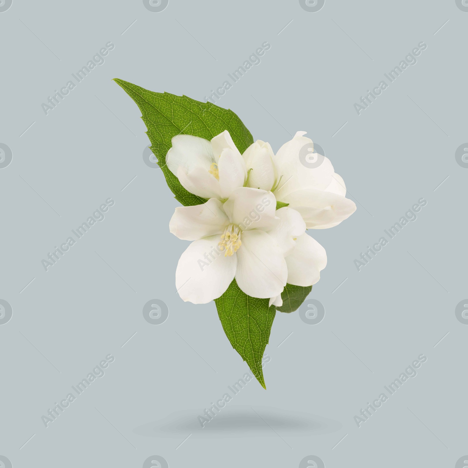 Image of Jasmine flowers and green leaves in air on grey background. Blooming plant