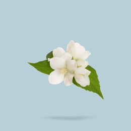 Image of Jasmine flowers and green leaves in air on light greyish blue background. Blooming plant