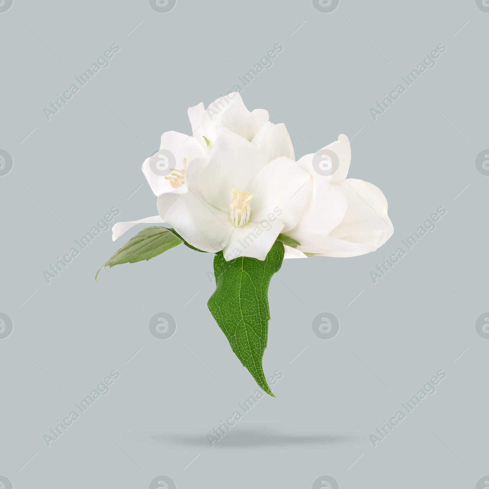 Image of Jasmine flowers and green leaves in air on grey background. Blooming plant