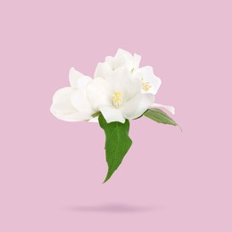 Image of Jasmine flowers and green leaves in air on pink background. Blooming plant