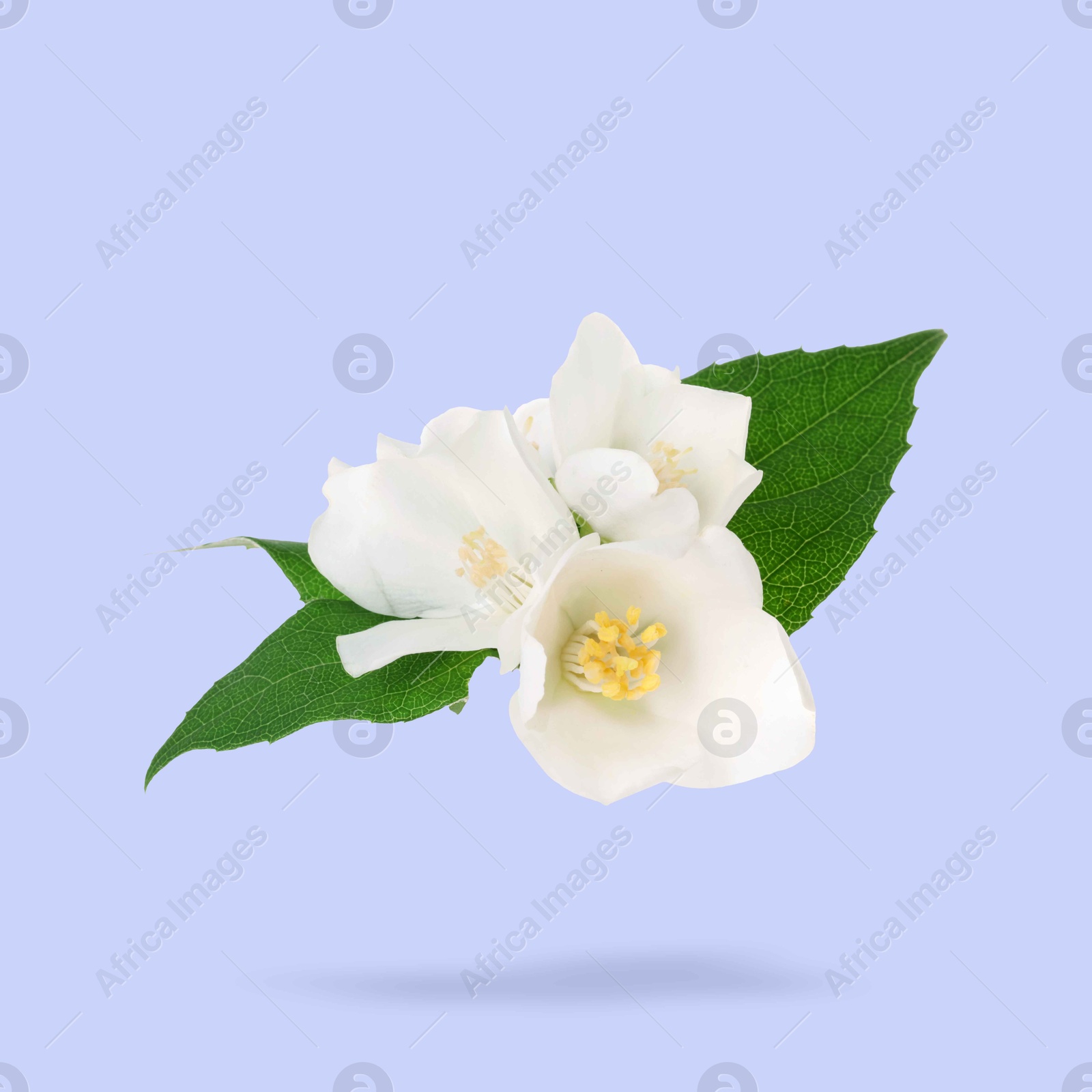 Image of Jasmine flowers and green leaves in air on lavender color background. Blooming plant