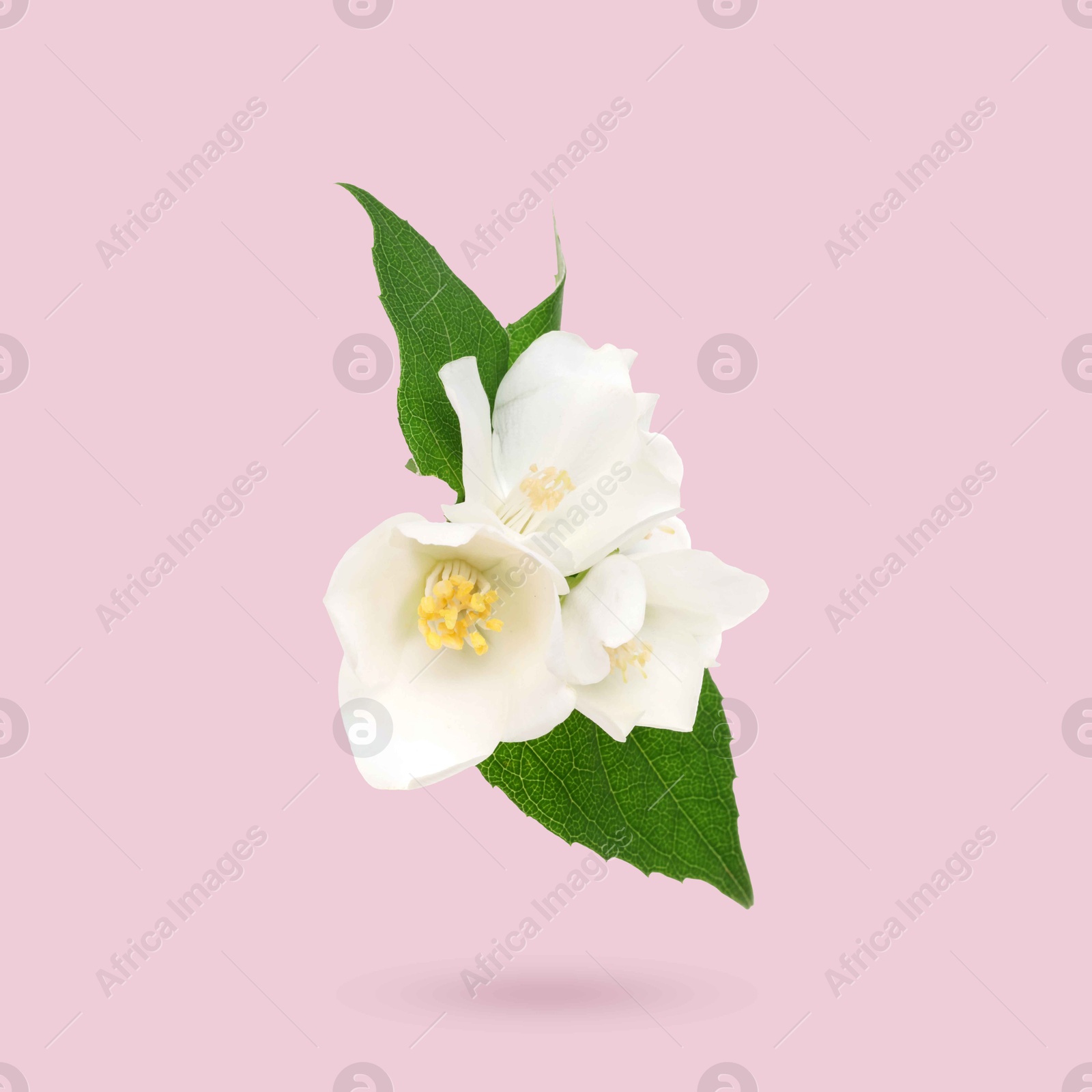 Image of Jasmine flowers and green leaves in air on pink background. Blooming plant