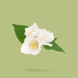 Image of Jasmine flowers and leaves in air on green background. Blooming plant