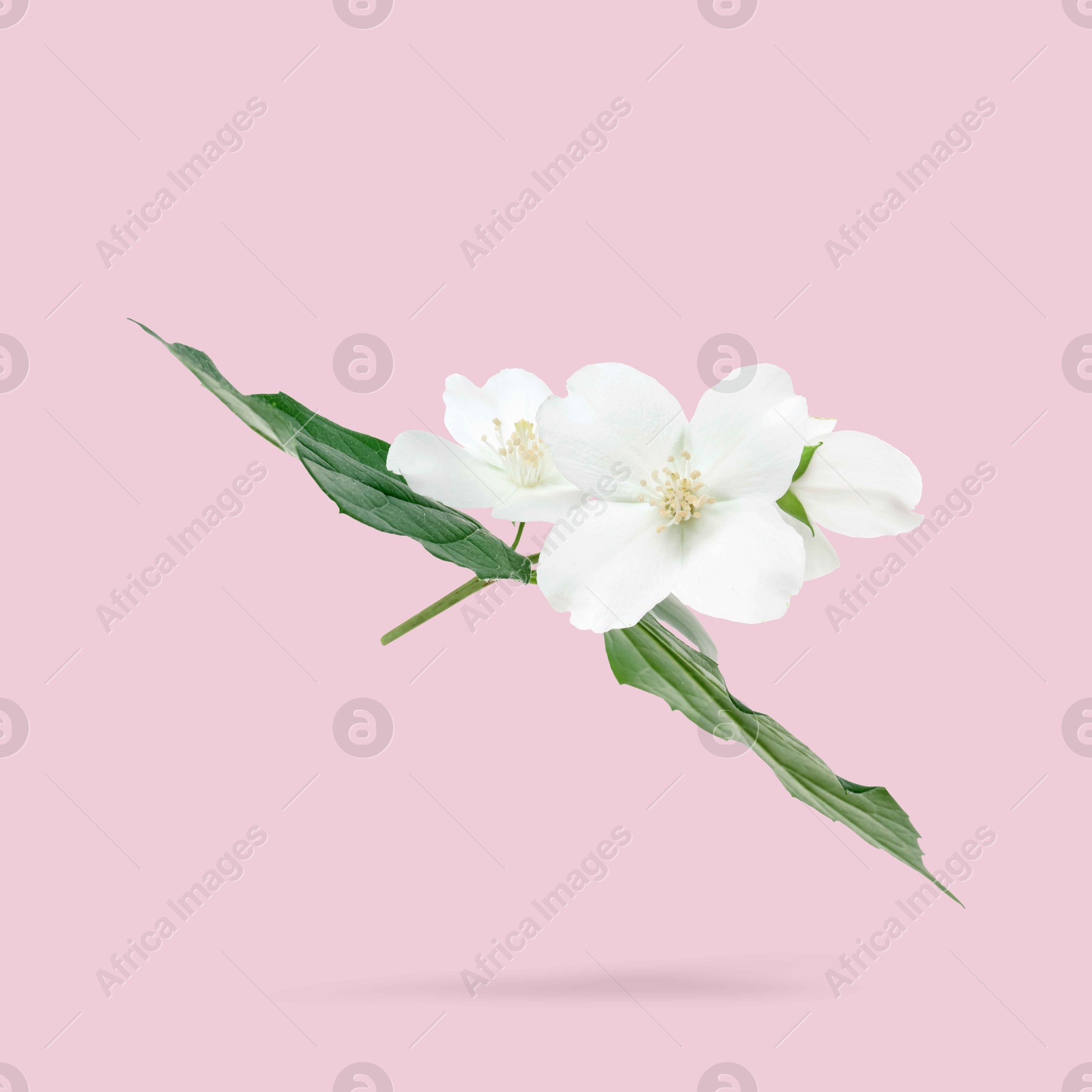 Image of Jasmine flowers and green leaves in air on pink background. Blooming plant