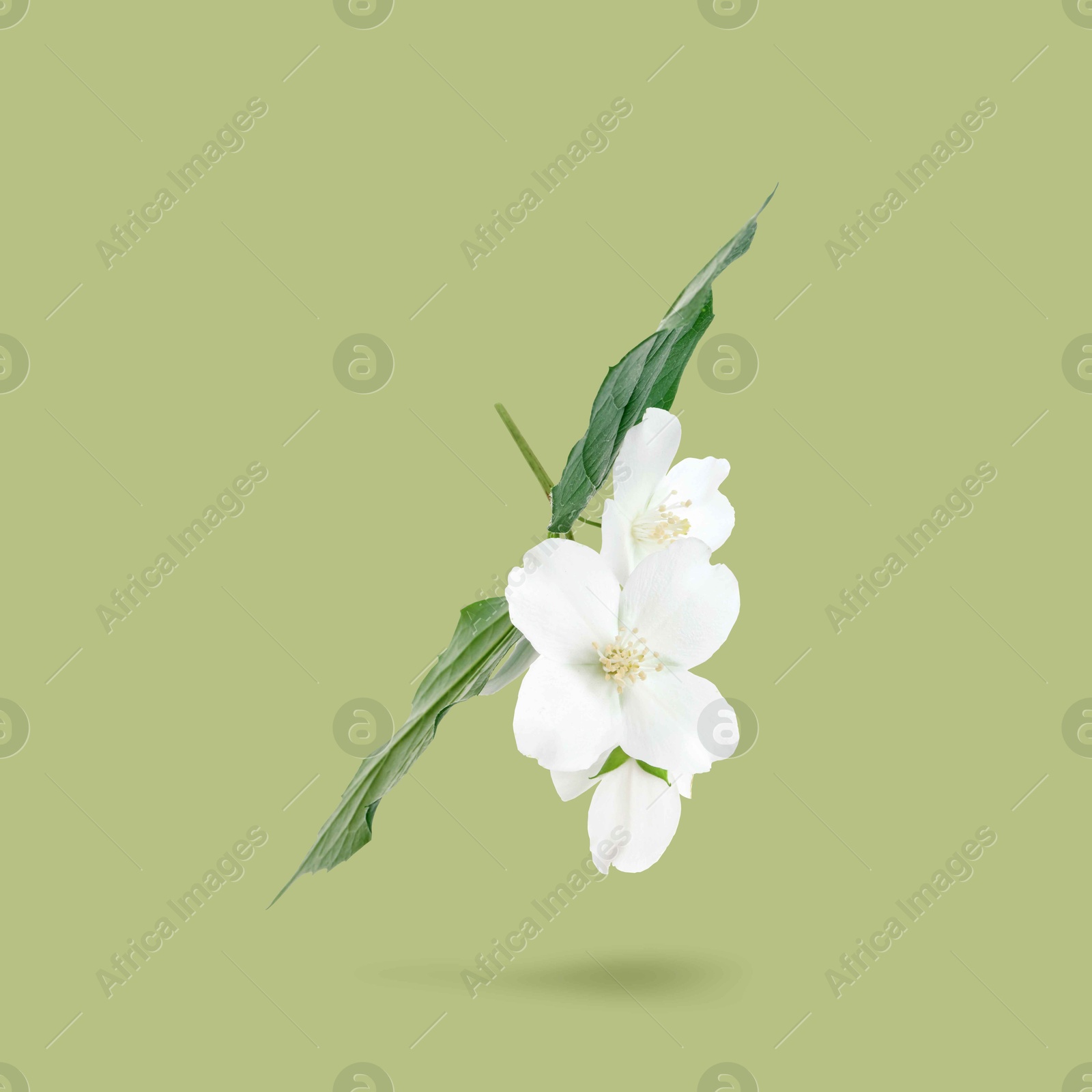 Image of Jasmine flowers and leaves in air on green background. Blooming plant